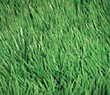 prevent weeds in lawn