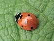 ladybugs for natural pest control